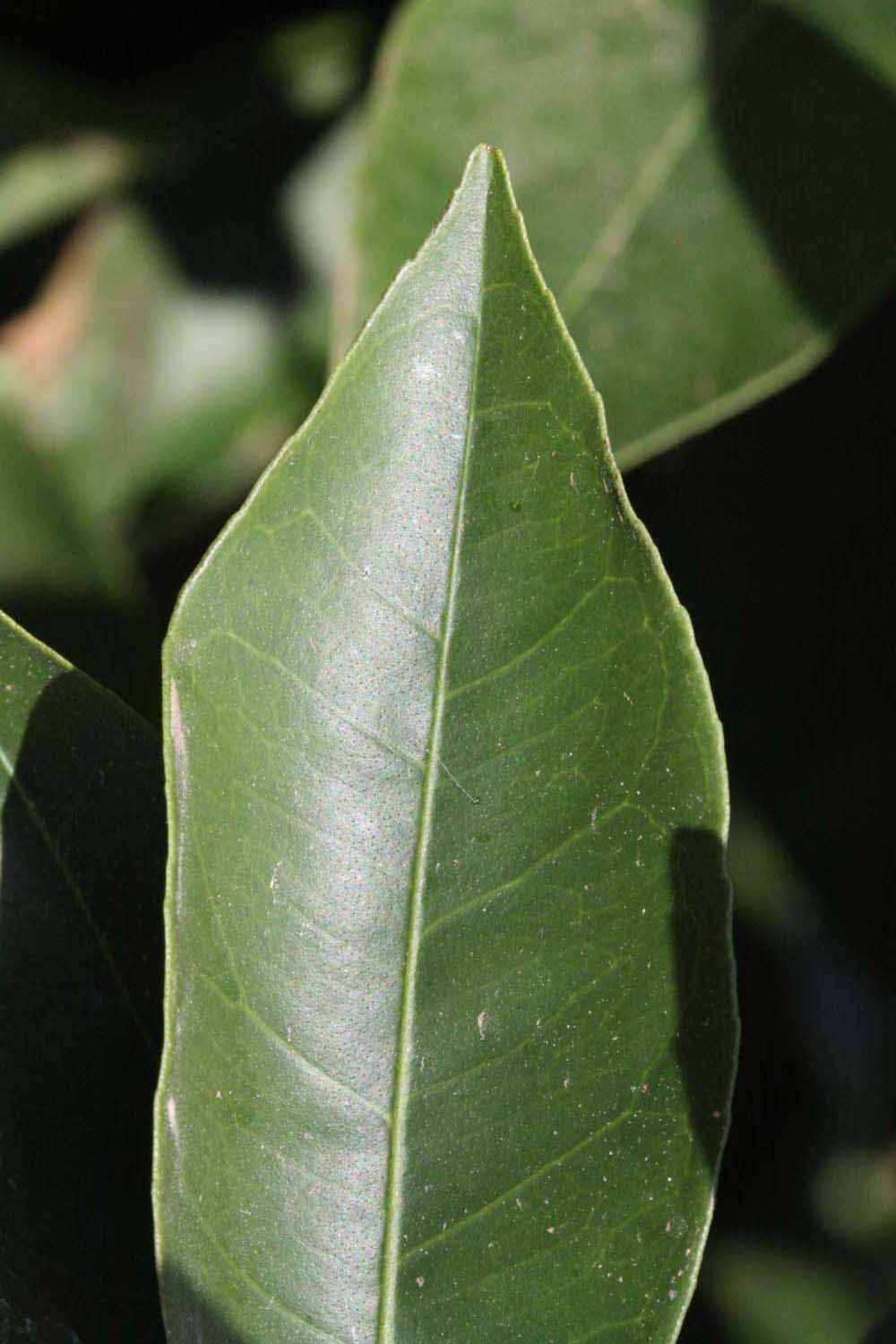              Margin (Riverside, CA)       